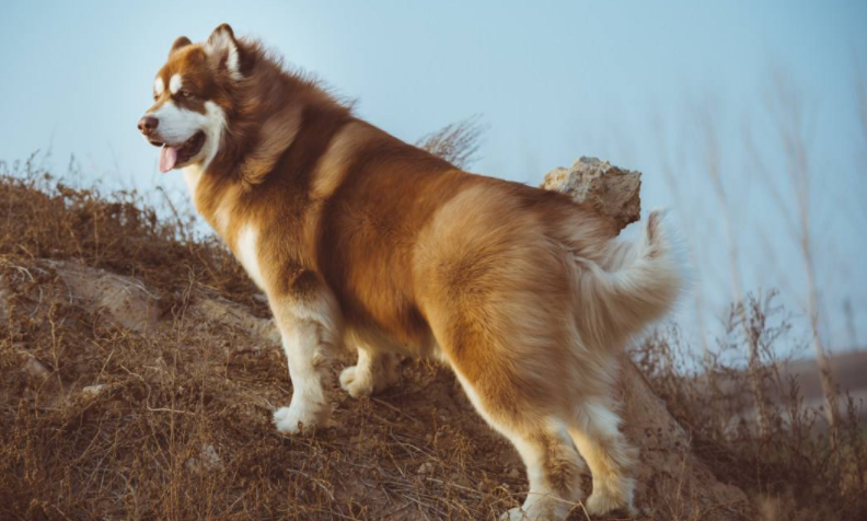 阿拉斯加犬怎么喂养