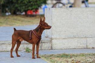 小鹿犬掉毛严重怎么办