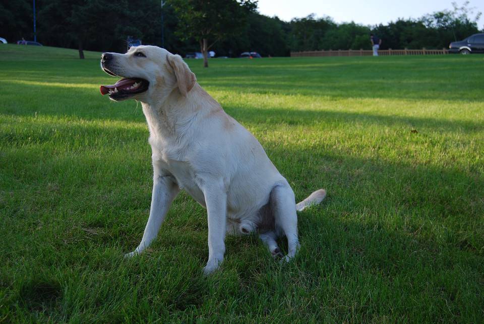 犬瘟热怎么治疗