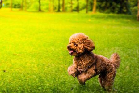 贵宾犬怎么训练上厕所