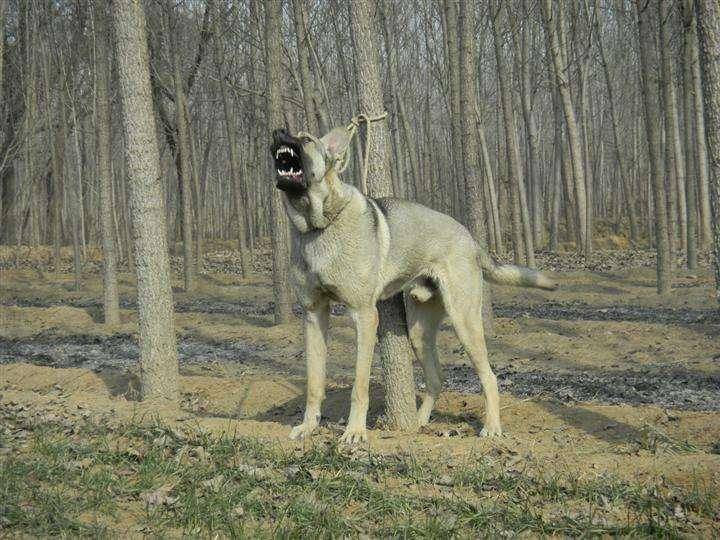 狼青犬怎么训练