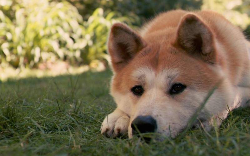 秋田犬怎么训练