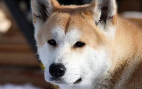 秋田犬怎么训练