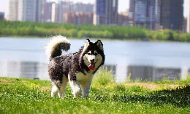 阿拉斯加犬训练方法