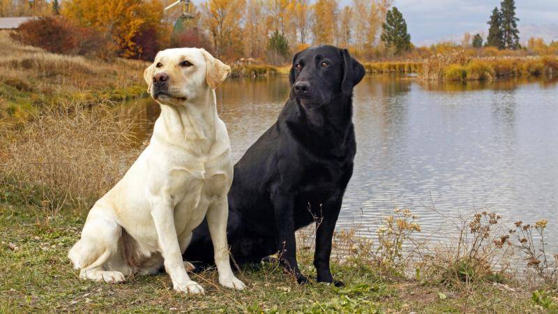 怎样训练罗威纳犬