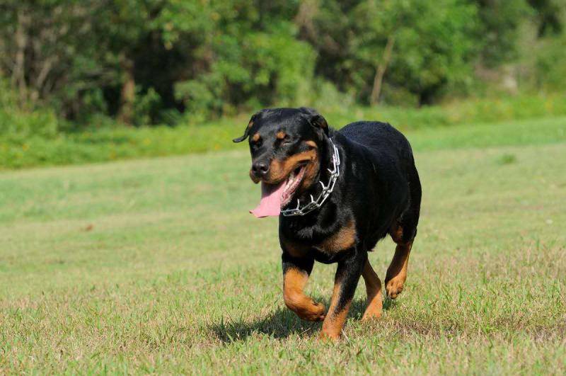 怎样训练罗威纳犬