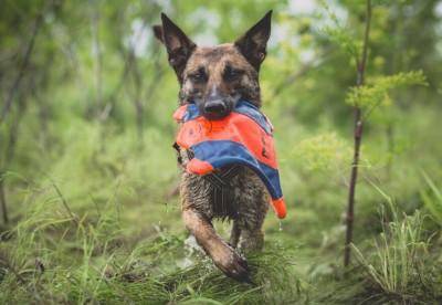 马犬怎样训练方法