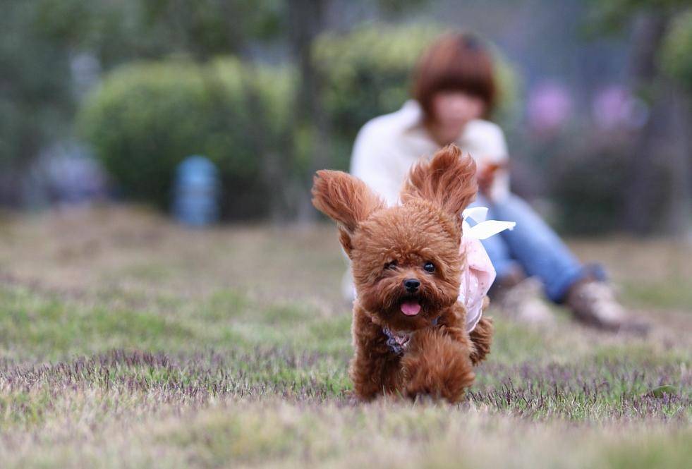 贵宾犬的训练方法