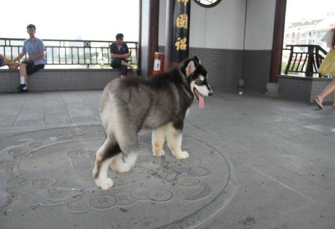 阿拉斯加犬如何训练