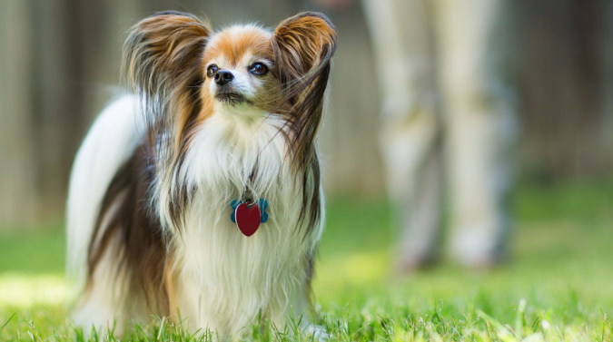 怎样训练蝴蝶犬