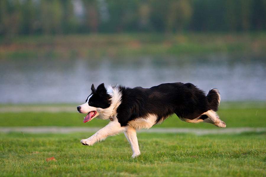 如何训练边境牧羊犬