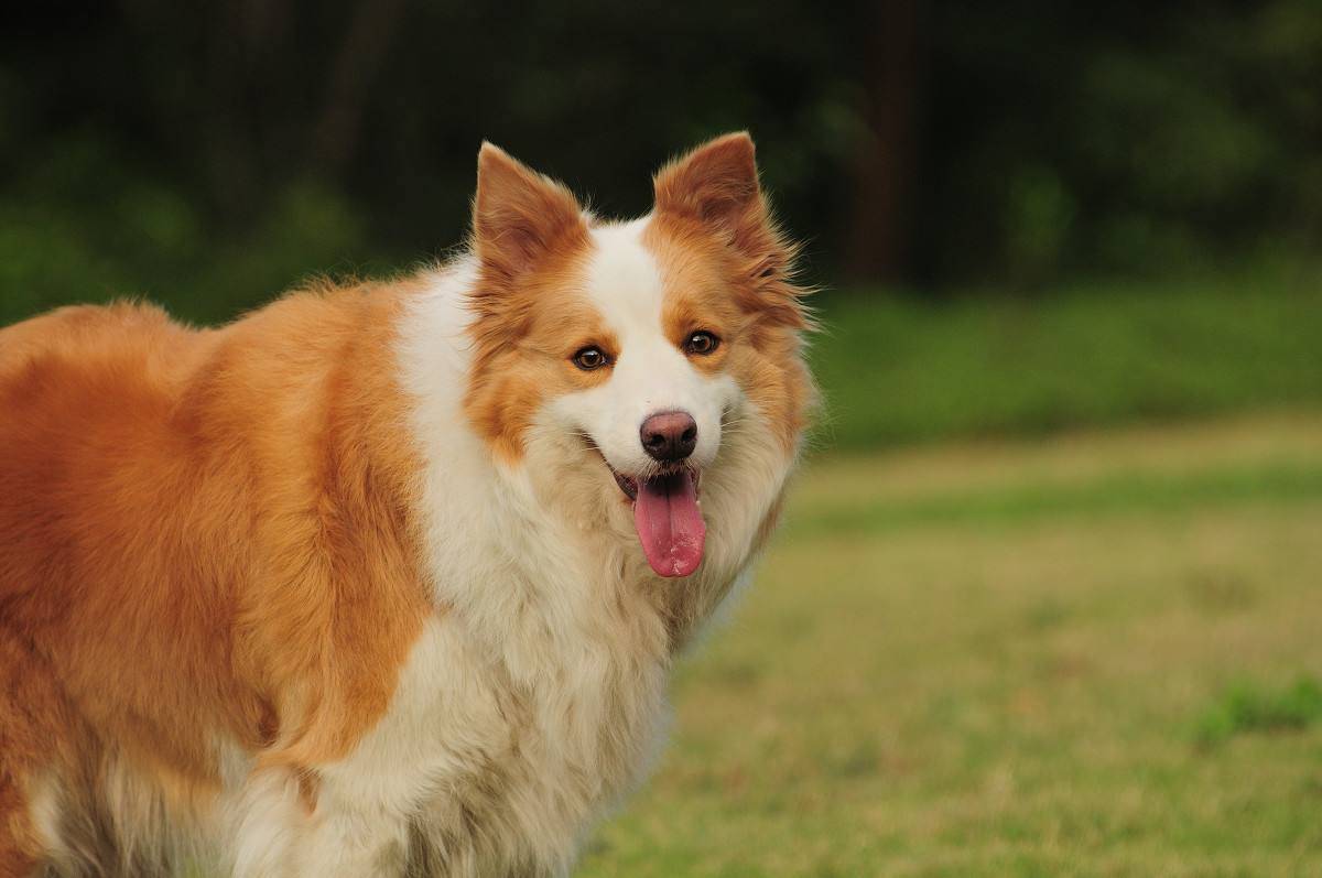 如何训练边境牧羊犬