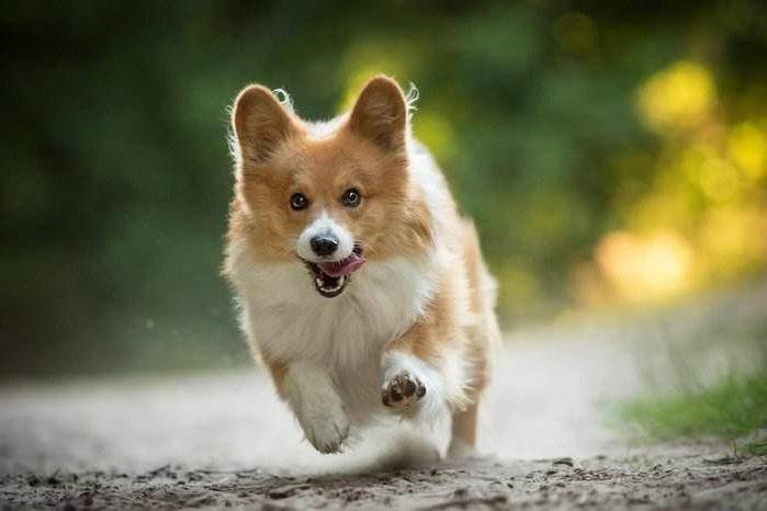 两个月贵宾犬毛不卷怎么办