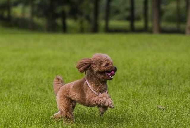 贵宾犬胸前有白毛好吗