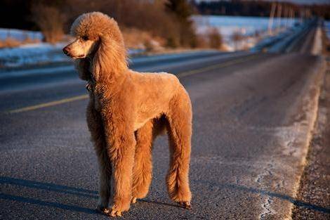 贵宾犬会咬主人吗