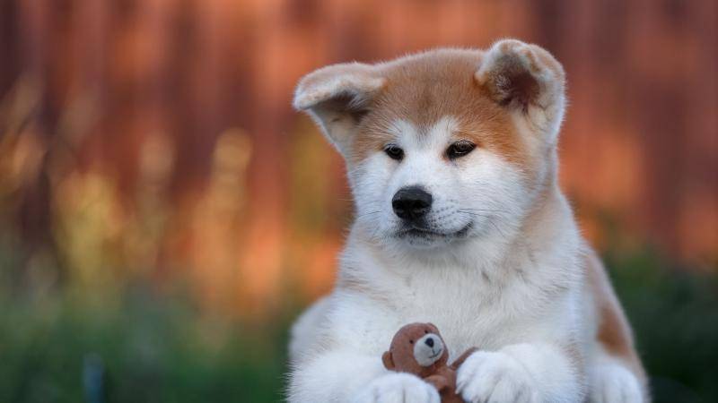 秋田犬厉害吗