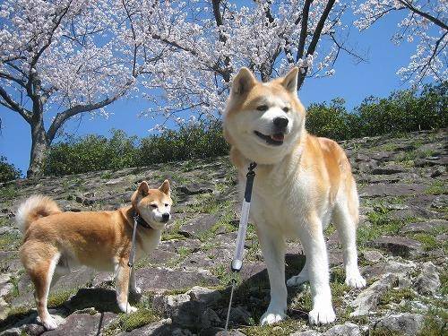 柴犬秋田犬区别