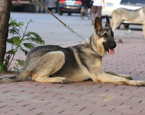 狼青犬的缺点是什么