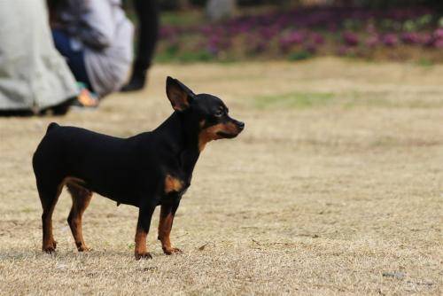 小鹿犬怎么样