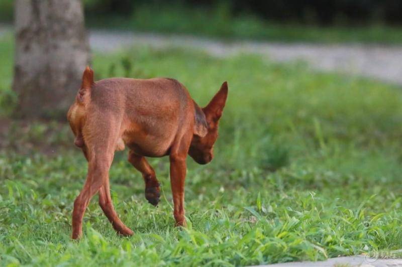 小鹿犬怎么样