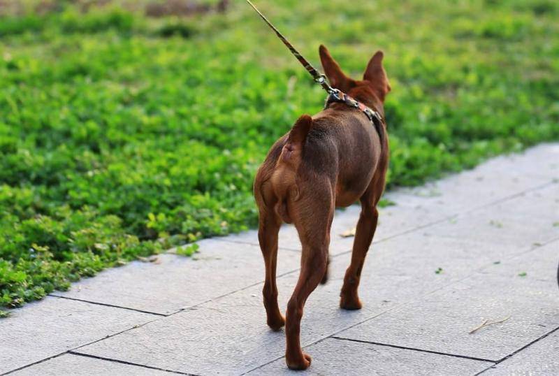 小鹿犬怎么样