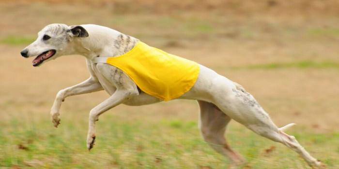 惠比特犬和格力犬哪个好