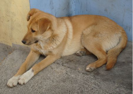 中华田园犬能长多大