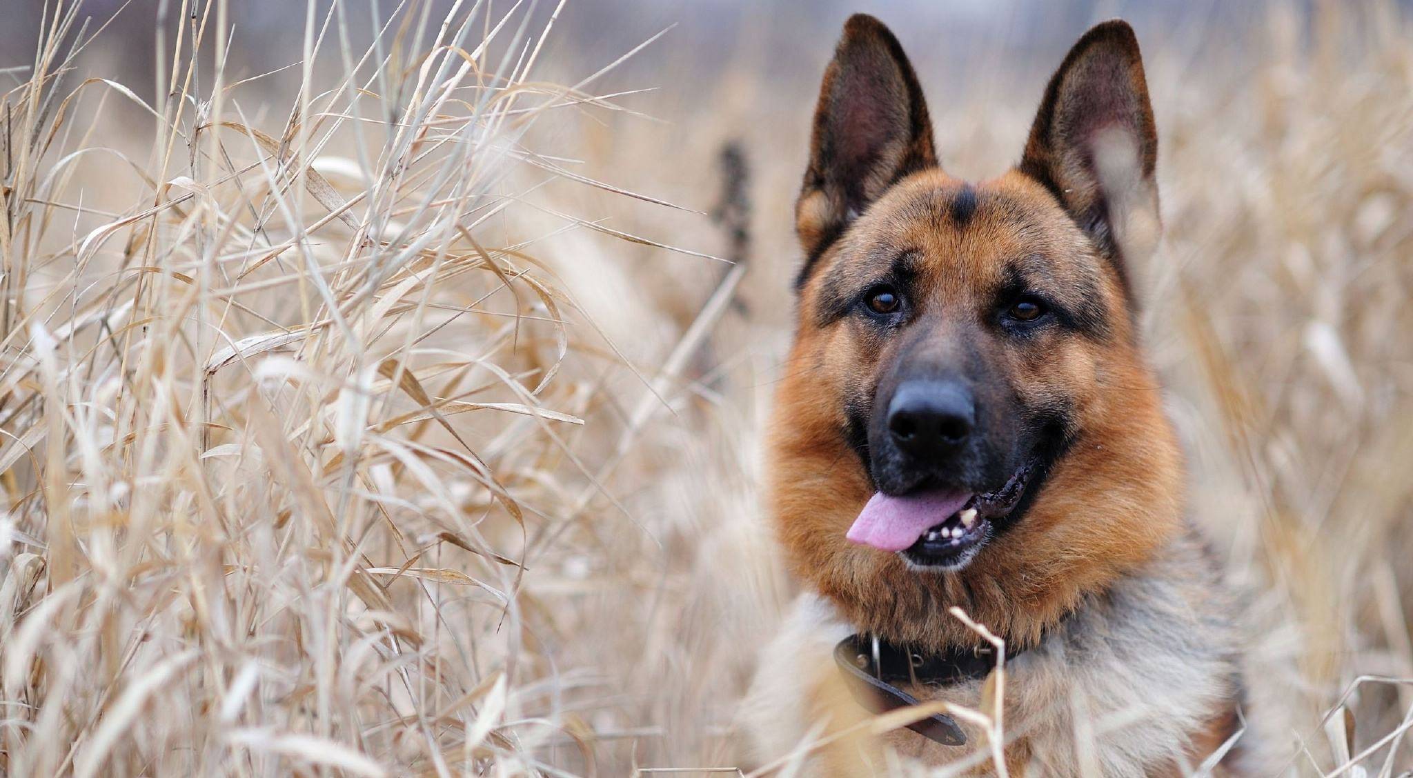 德国牧羊犬特征