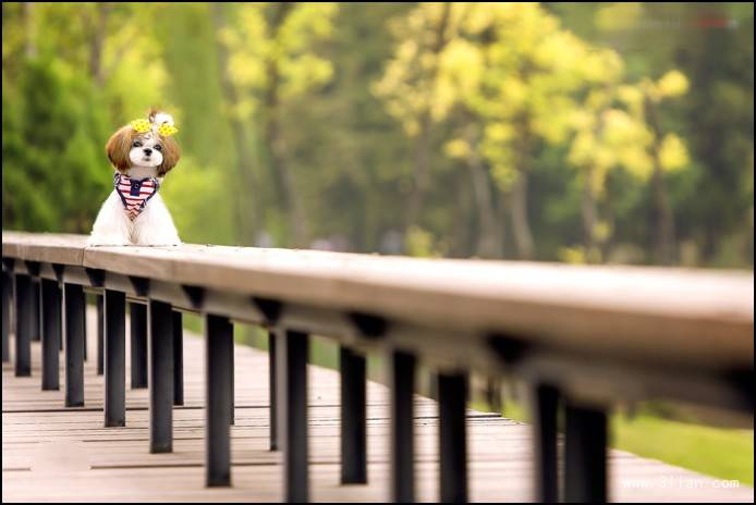 西施犬为什么没人养