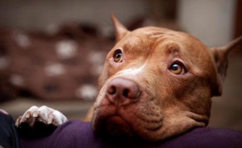 比特犬护主吗