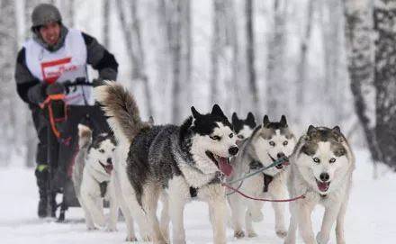 二哈是雪橇犬吗