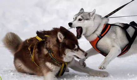 二哈是雪橇犬吗