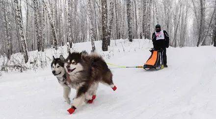 二哈是雪橇犬吗