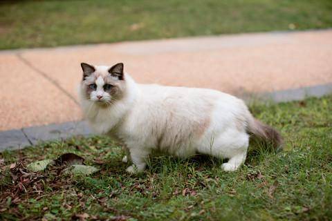 猫咪眼屎多是怎么回事