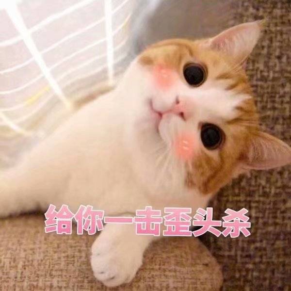 猫的生活习性