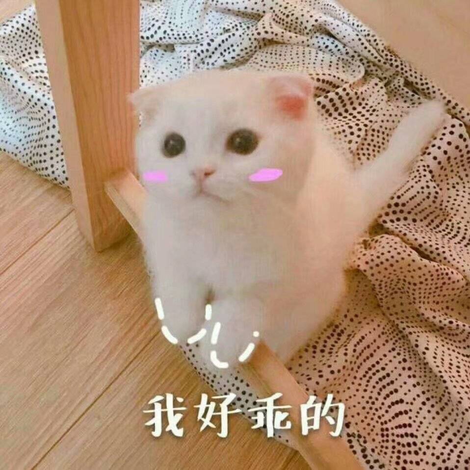 猫的生活习性