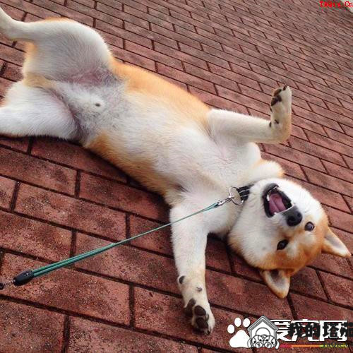 柴犬可以吃什么蔬菜 柴犬能吃的蔬菜有很多