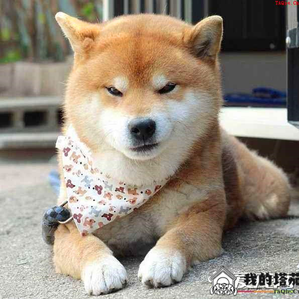 柴犬可以吃鸡肝吗 柴犬吃鸡肝没想到坏处这么多