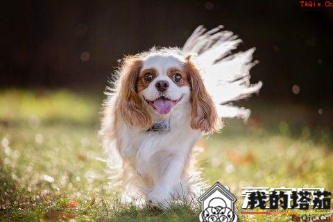 查理士王小猎犬训练 采用严厉训斥的方式训练