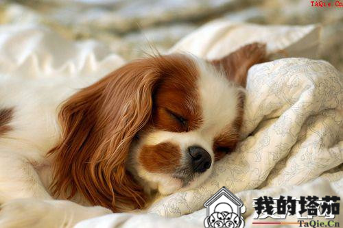 查理士王小猎犬训练 采用严厉训斥的方式训练