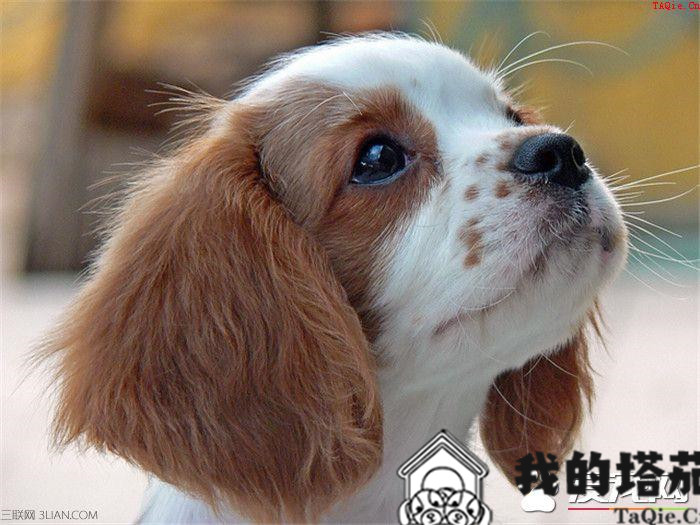 查理士王小猎犬训练 采用严厉训斥的方式训练