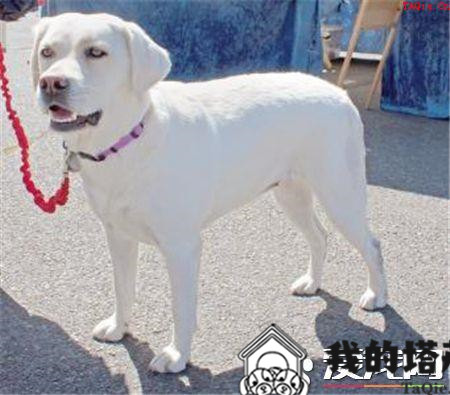 拉布拉多寻回犬训练难度 间接惩罚调教法来训练