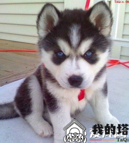 哈士奇幼犬怎么训练 1岁前是哈士奇训练的黄金时期