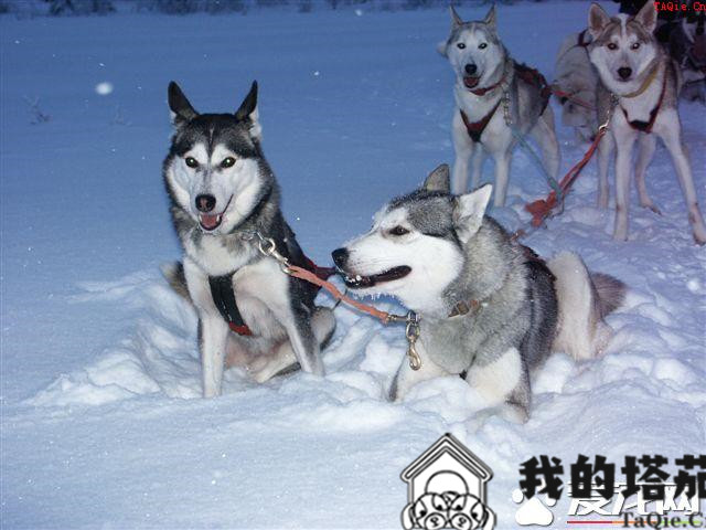 哈士奇幼犬怎么训练 1岁前是哈士奇训练的黄金时期