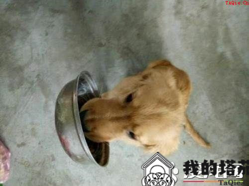 金毛寻回犬的训练 训练时必须建立处罚观念