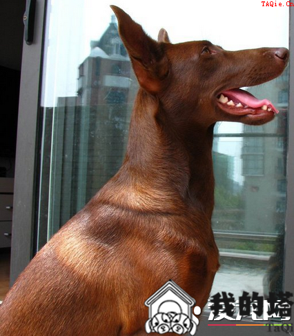 法老王猎犬怎么训练 奖励是犬最喜欢的一种训练方式