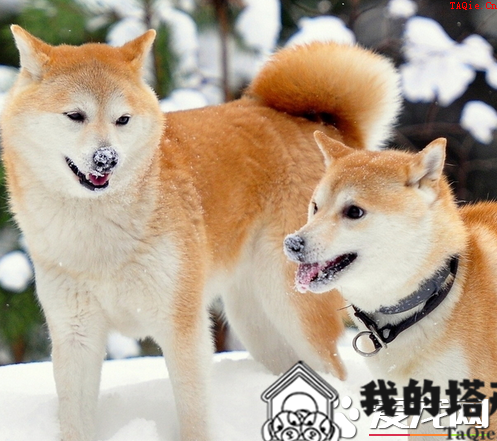 葡萄牙水犬怎样训练 咬人训练要严厉训斥葡萄牙水犬