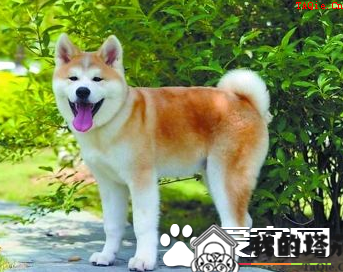 秋田犬的训练 首先要得到秋田犬的信任和尊重