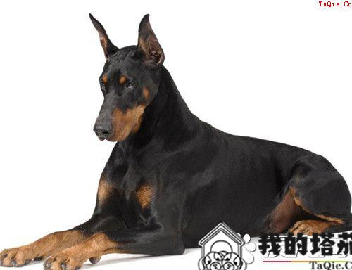 德国牧羊犬训练教程 听到其他口令之前一直保持坐姿