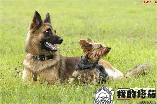 德国牧羊犬训练教程 听到其他口令之前一直保持坐姿